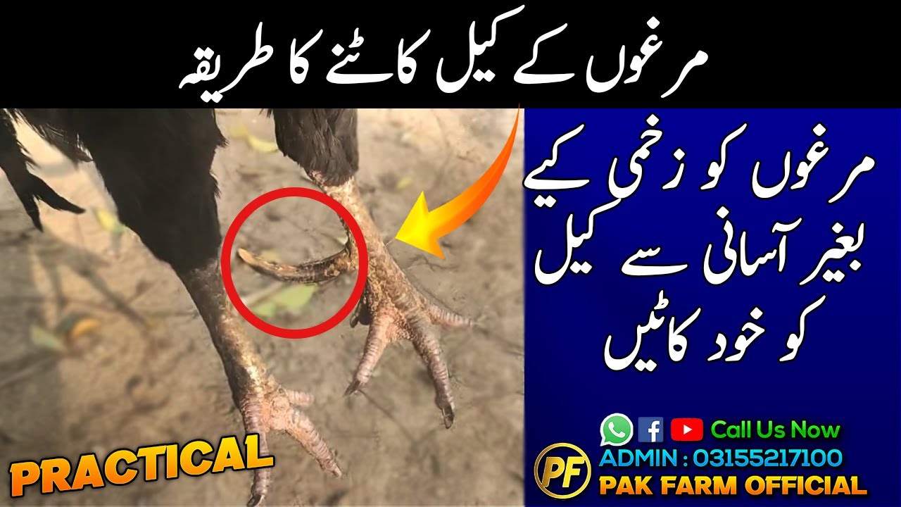 How to cut Roasters spurs | murga ky keel kiss tarha kaaty | Poultry farming | PAK FARM OFFICIAL