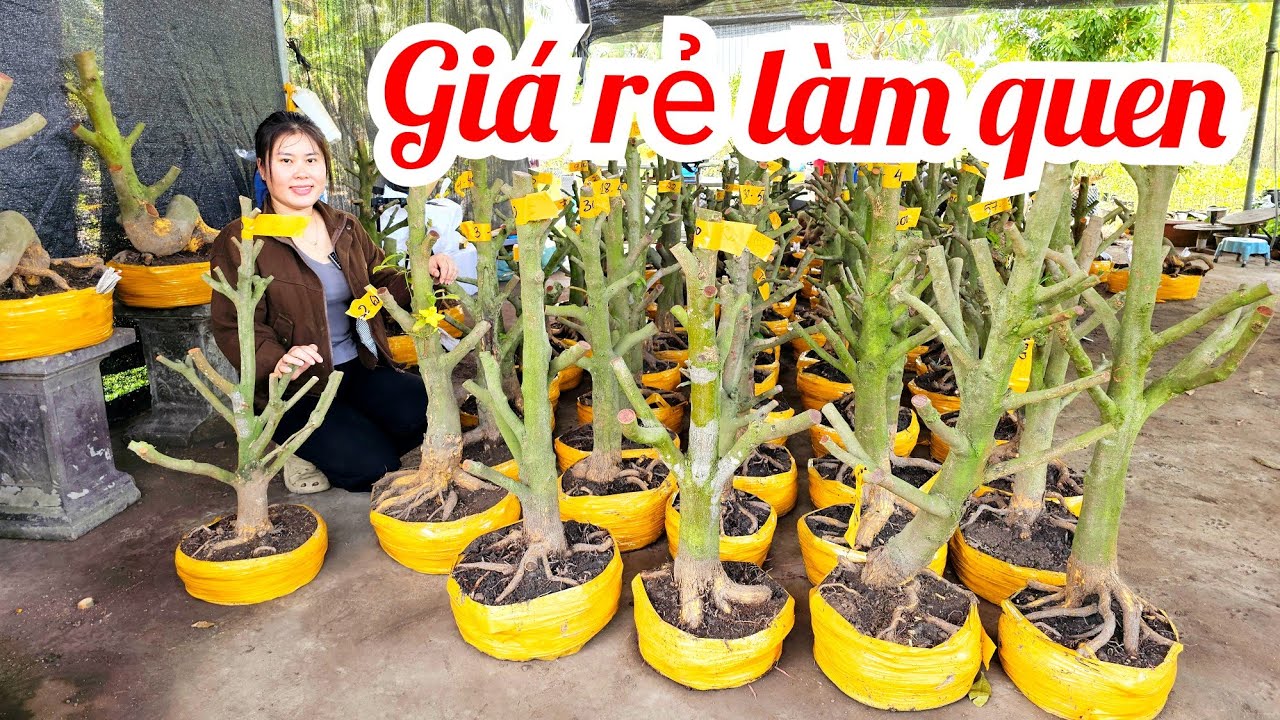 Mai Ly 📲 0344584422 phôi mai vàng giảo Thủ Đức 20/3 Chợ Gạo miền tây tôi yêu (@MaivàngQuêdừa)