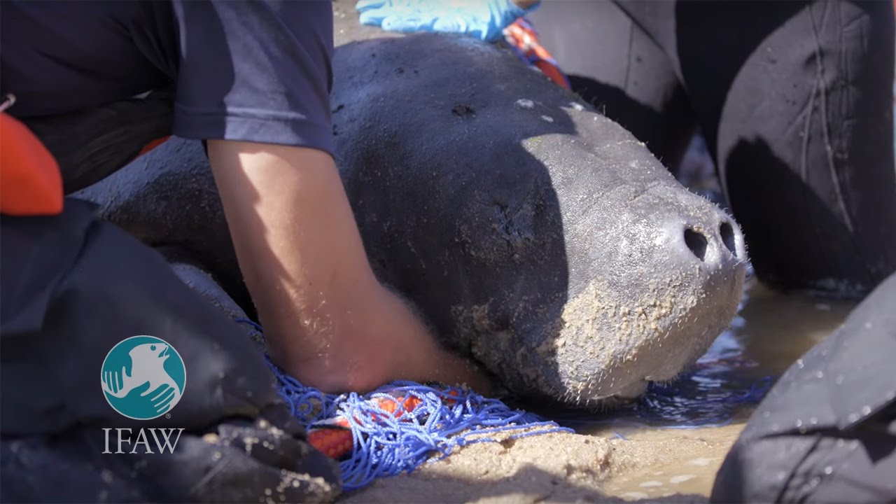 Manatee Rescued off Cape Cod