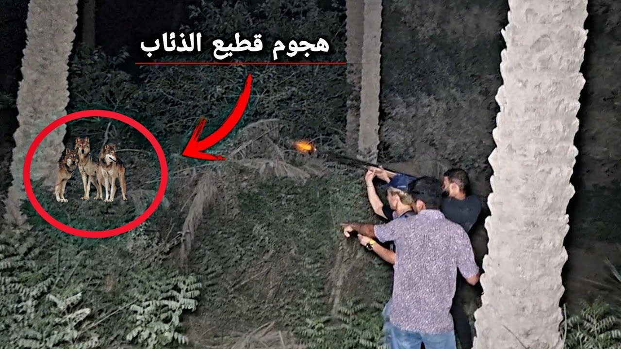 صيد افراخ الذئاب _تعرضنى لهجوم قاتل من قبل القطيع