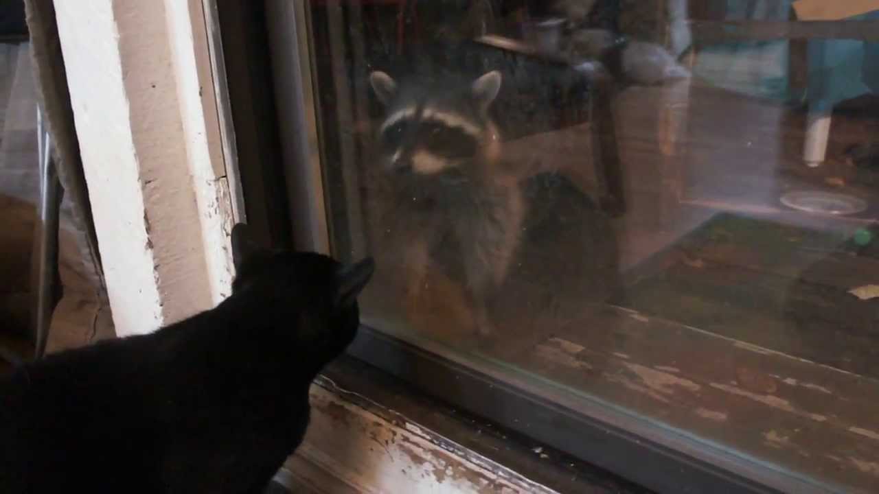 Racoon TV (pilot)
