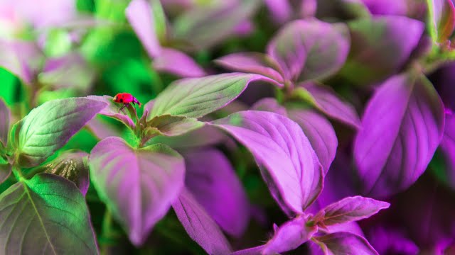 Using Ladybugs as Pest Management When Growing Indoors