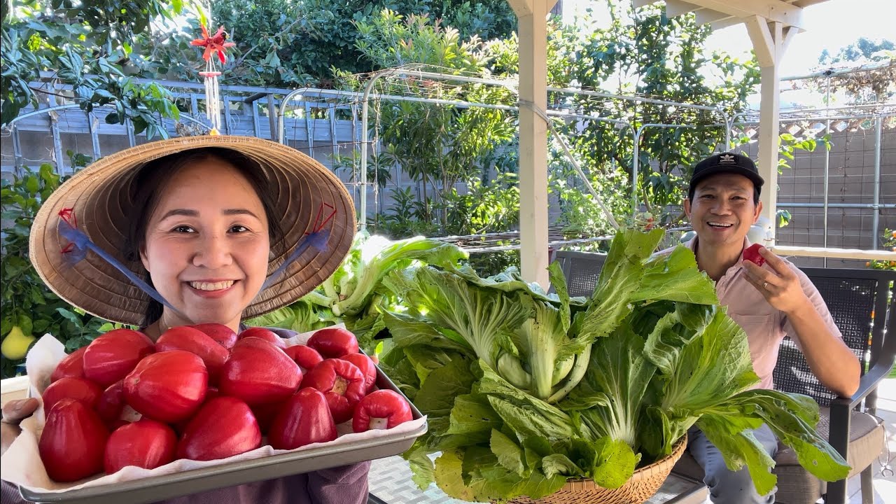 Bội Thu Mận Đỏ, Cải Tàu Sậy Nhổ Thấy Mê