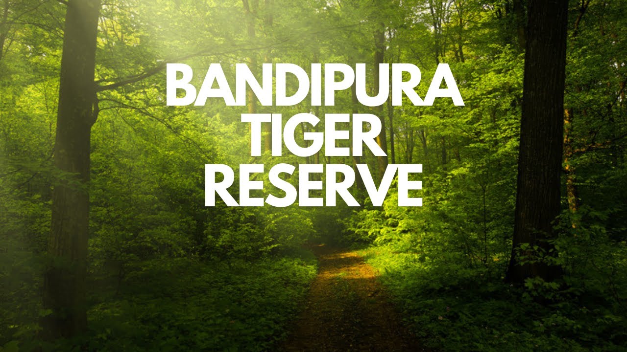 BANDIPUR TIGER RESERVE | JUNGLE SAFARI | BANDIPUR NATIONAL PARK | MYSORE | KARNATAKA |