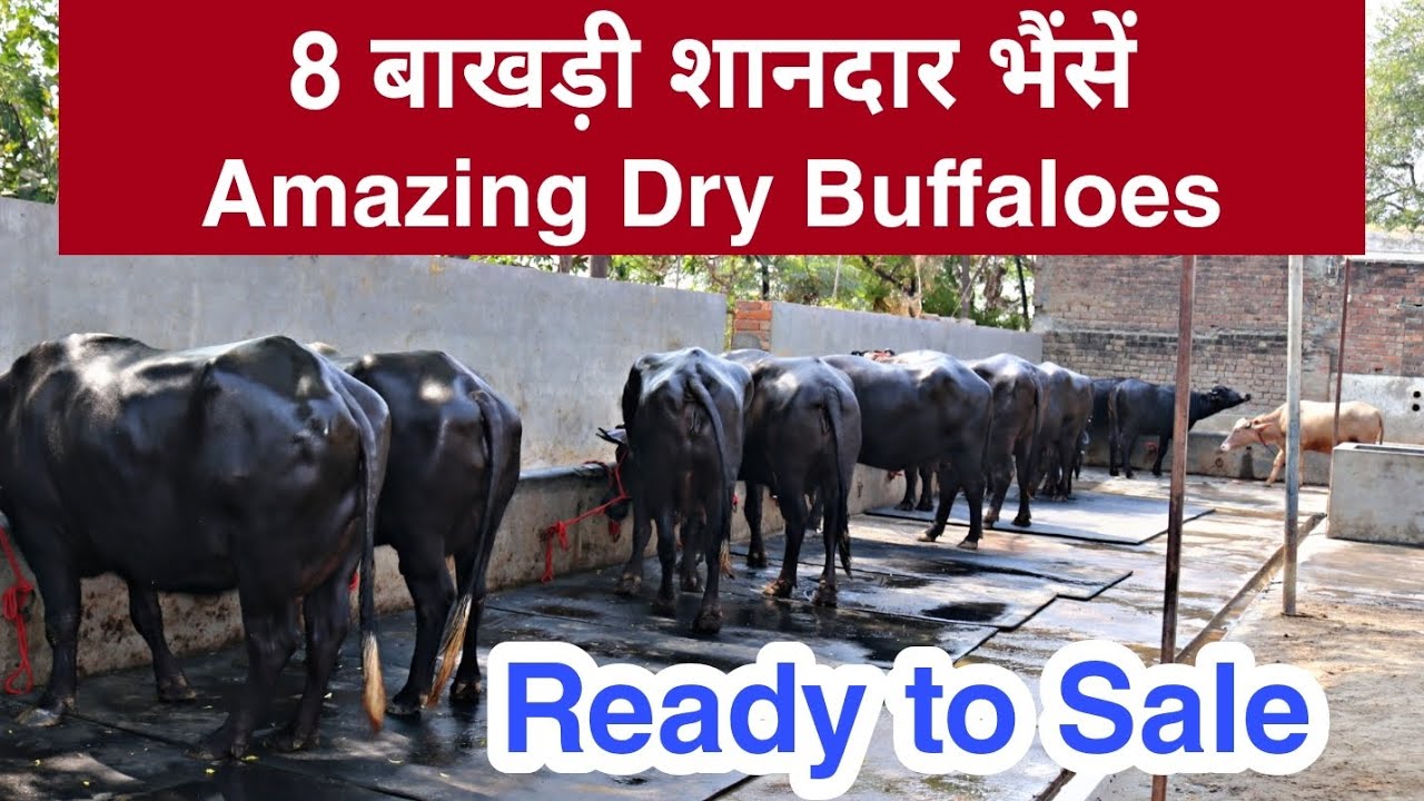 Dry Buffaloes, Heifers, Buri Heifer & Many More Buffaloes available For Sale. Distt.-Kaithal