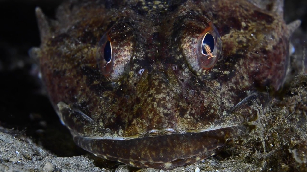 The squid was trying to hide! - Underwater macro video