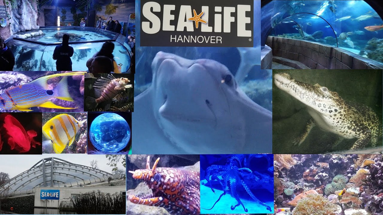 SEA LIFE Hannover #Sealife #SealifeHannover #Unterwasserwelt