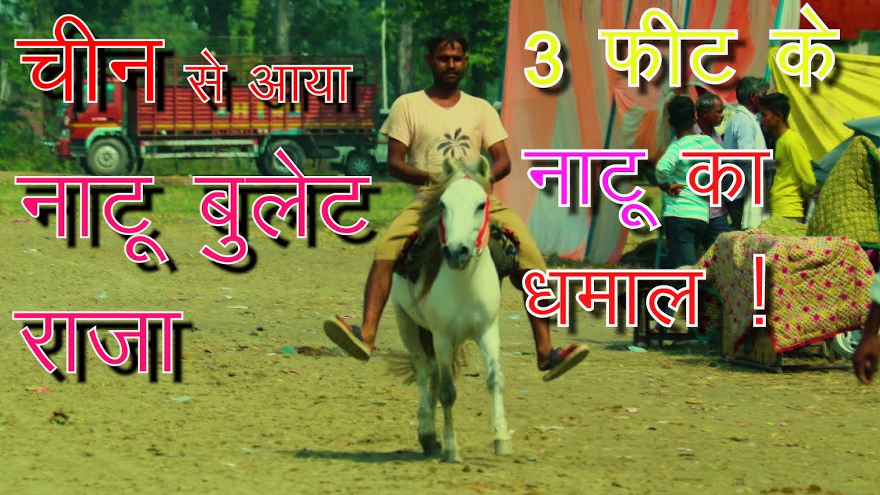 शंकर यादव का चीनी घोड़ा | 3 फुट का घोड़ा  देता हैं बड़े बड़ो को टक्कर |Chinese Horse Down Town Vlog #DTW