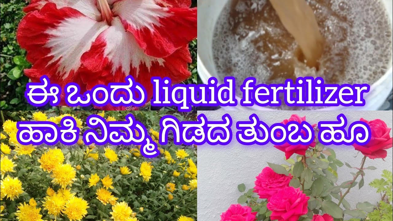 ಈ liquid fertilizer ಹಾಕಿ ನಿಮ್ಮ ಗಿಡದ ತುಂಬ ಹೂ  💯 result #youtubeshorts #youtube