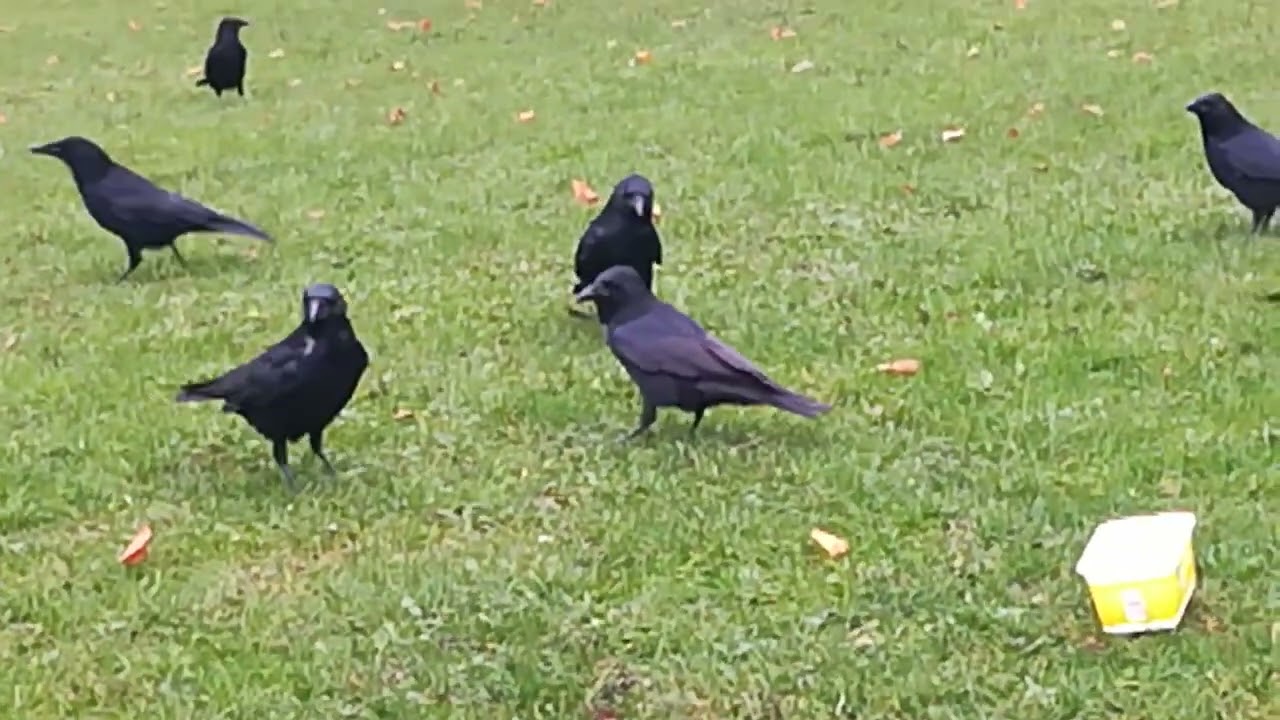 Young Carrion Crows taking notice of a toy to play with..
