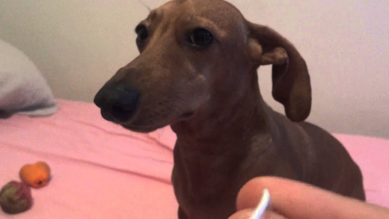 JUNIOR - Estragou o fone de ouvido - Junior o cachorro Vegano