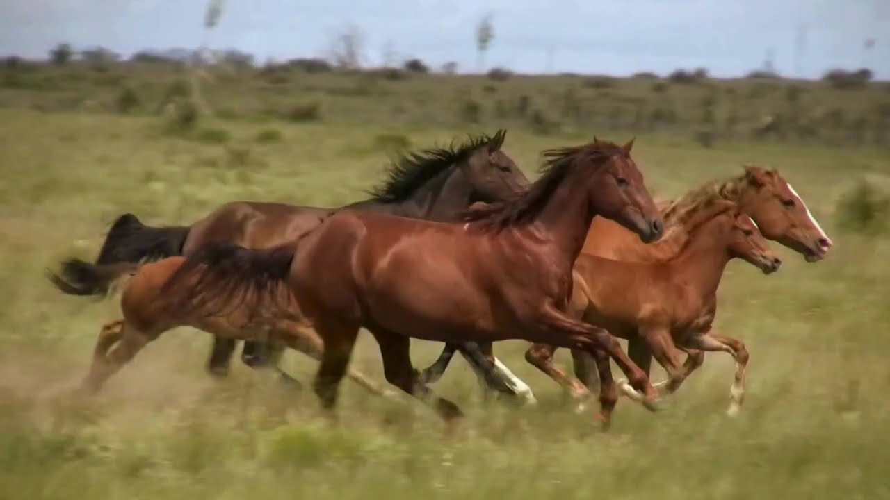 🐎“El sonido de la libertad: caballos galopando en campo abierto”