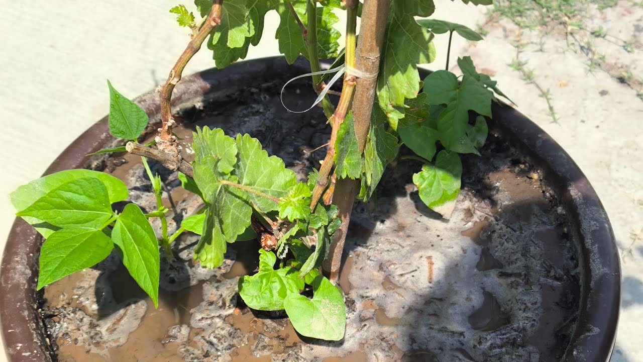 Cuidados de una planta de uvas! 🌿🍇