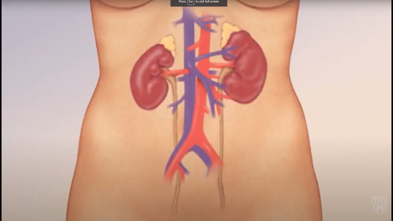 Watch How Kidneys Actually Work