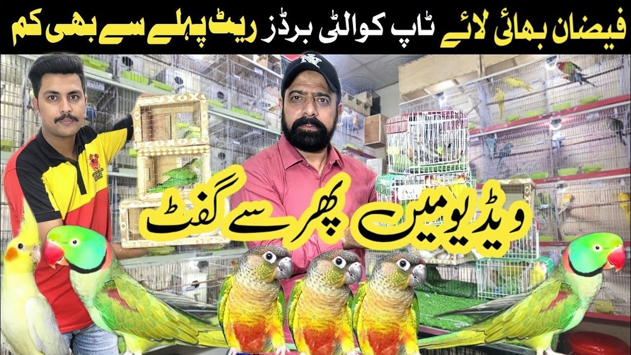 Sonu breeding setup | love birds and big birds 