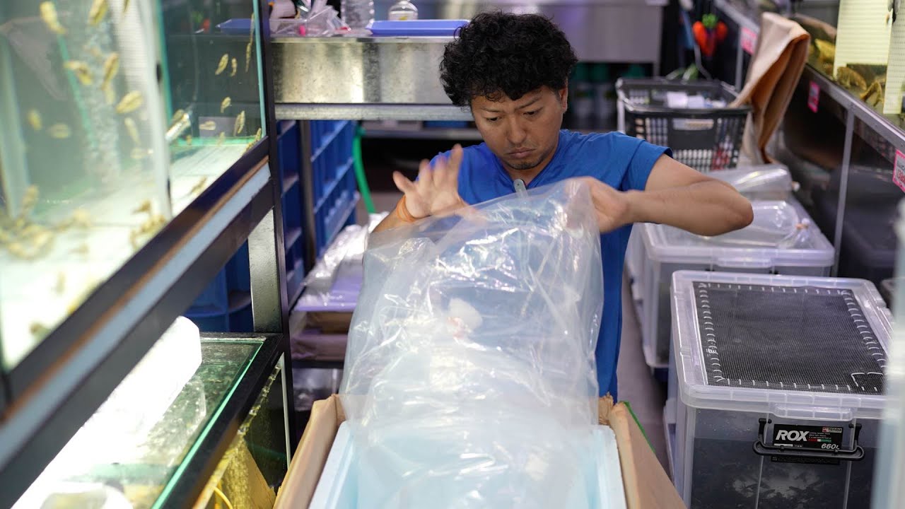 このように販売されます。大型魚熱帯魚屋　とある日の梱包風景　神奈川県　戸塚　ベイサイドアクア サンカラニ産ラプラディ