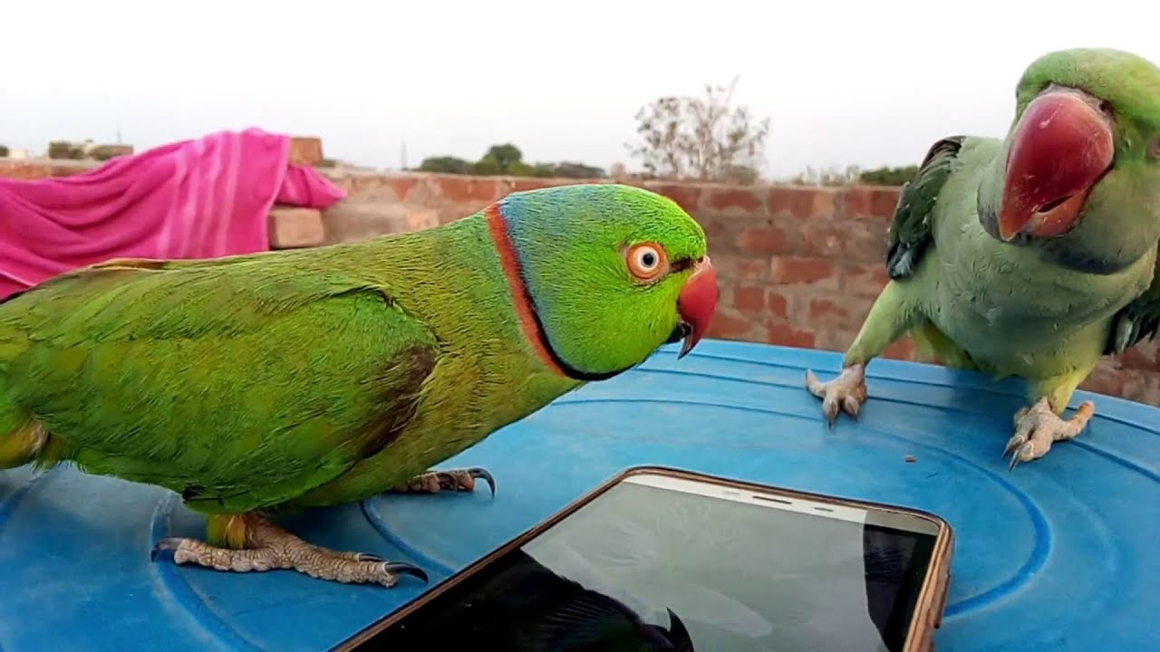 Non stop talking parrot | Mian Mithu Fighting with Alex Parrot