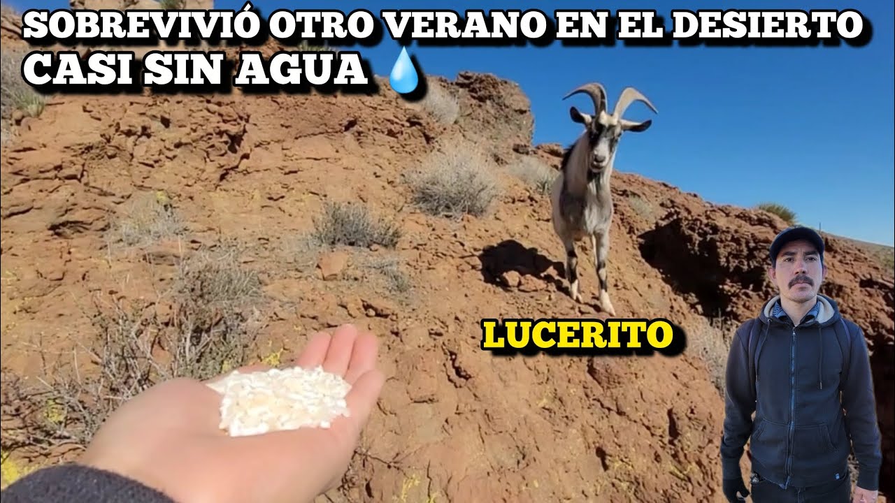 Sobrevive Otro Verano En El Desierto Sin Agua 💧 