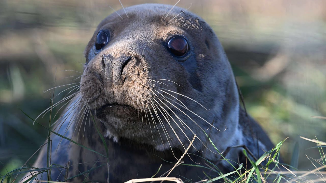 Photographing Seals at Donna Nook