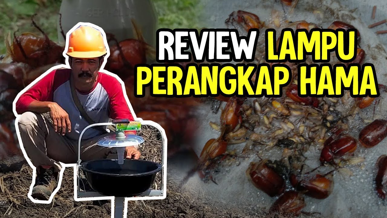 Review Lampu perangkap hama tenaga surya - #ReviewJN