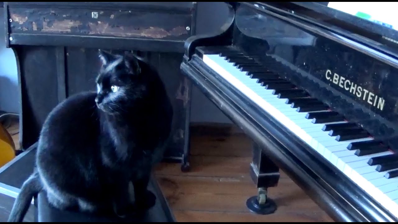 Meine Katze ist ein Pazifist - Wenzel