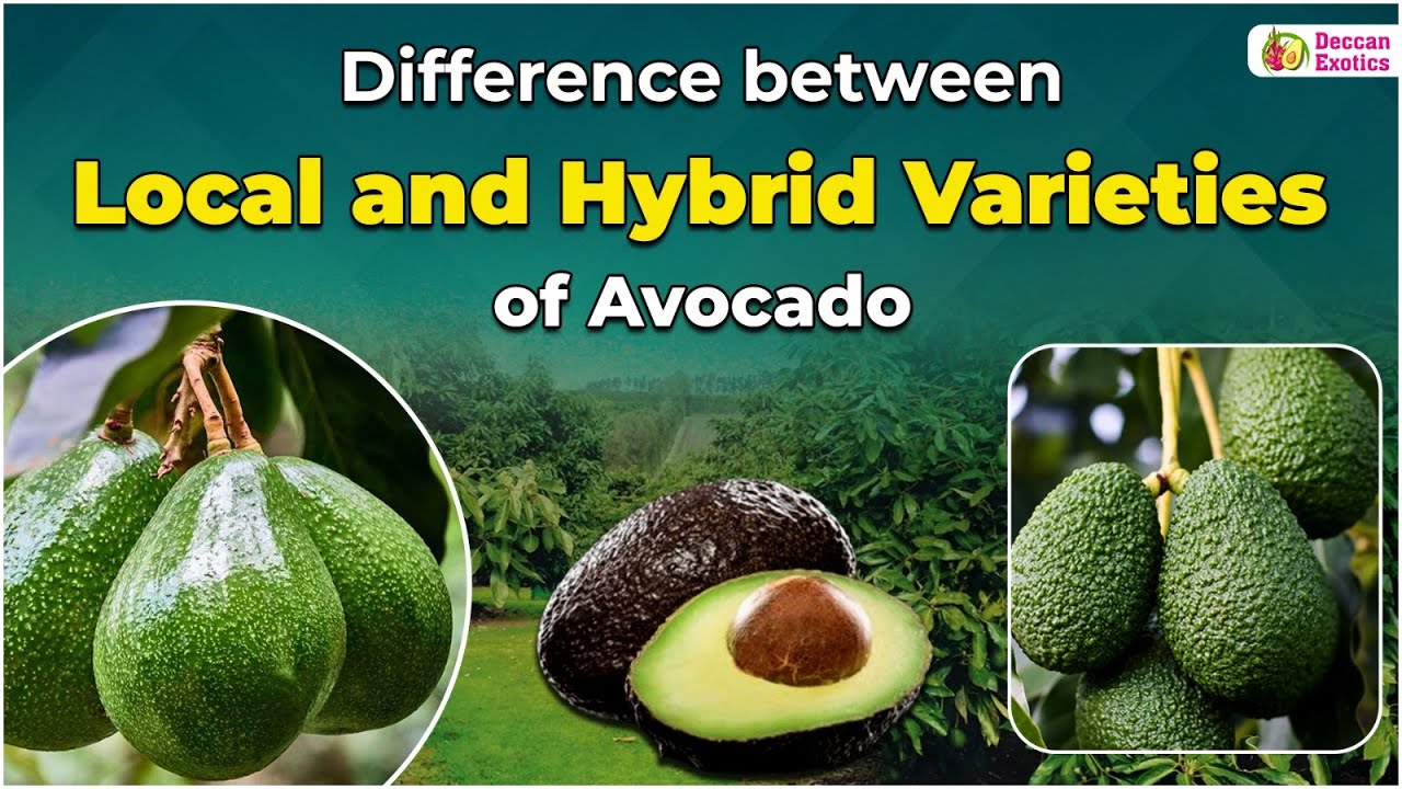 Which One is Better Avocado Variety || Local Avocado vs Hybrid Avocado Variety || Deccan Exotics