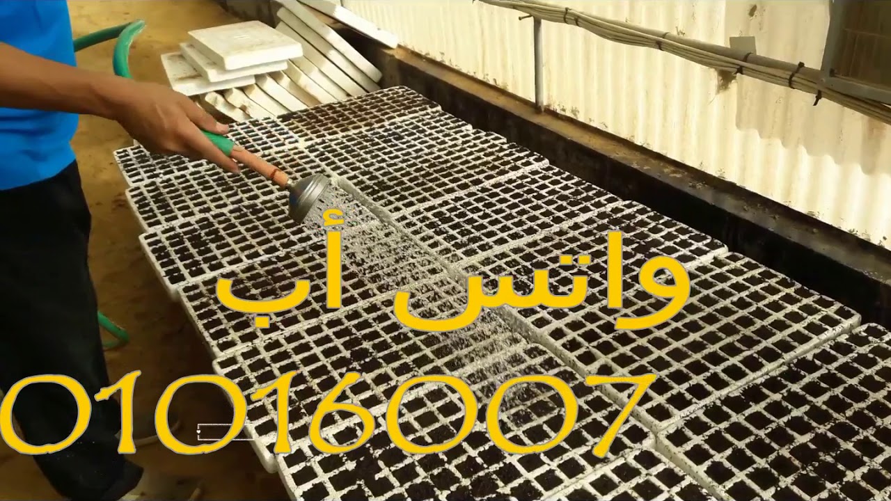 مشتل الطماطم من الألف الى الياء