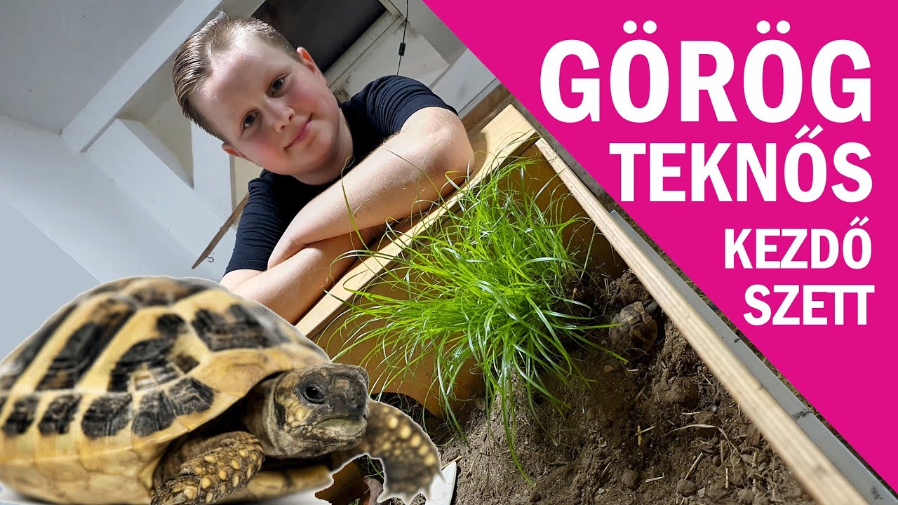 Görög teknős kezdő terrárium szett :)