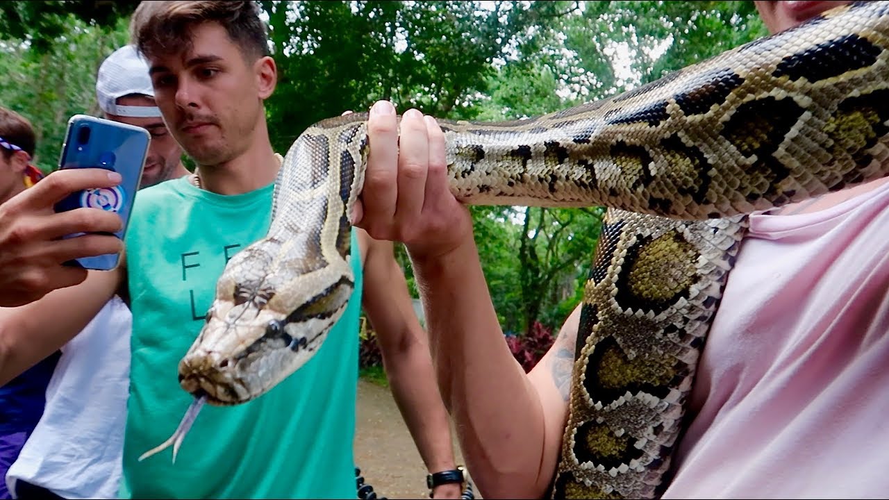 GIANT ENDANGERED ANIMALS AND SNAKES IN THE PHILIPPINES... (Fighter Boys, Philippine Eagle)