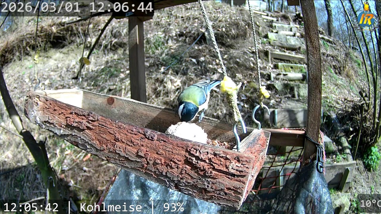Bird Feeder Live in Switzerland