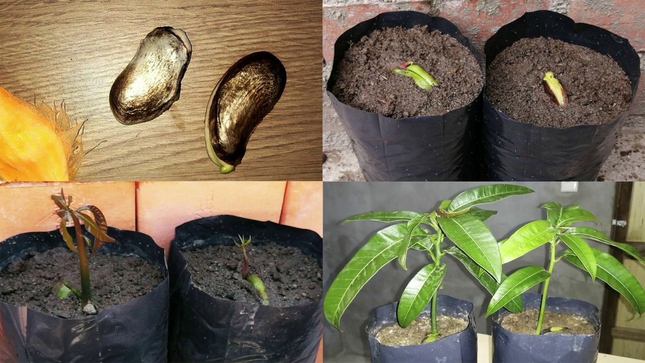Como germinar semilla de mango