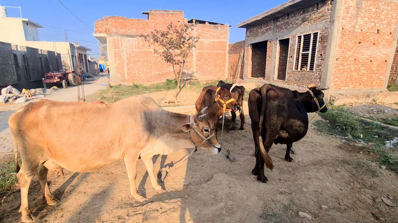 Finally 2 Din Ki Thand Ke Baad Apni Sabhi Cow Ko Bahar Dhoop Me Bandh Diya 😍 Red Cow Angry Hogyi 😢