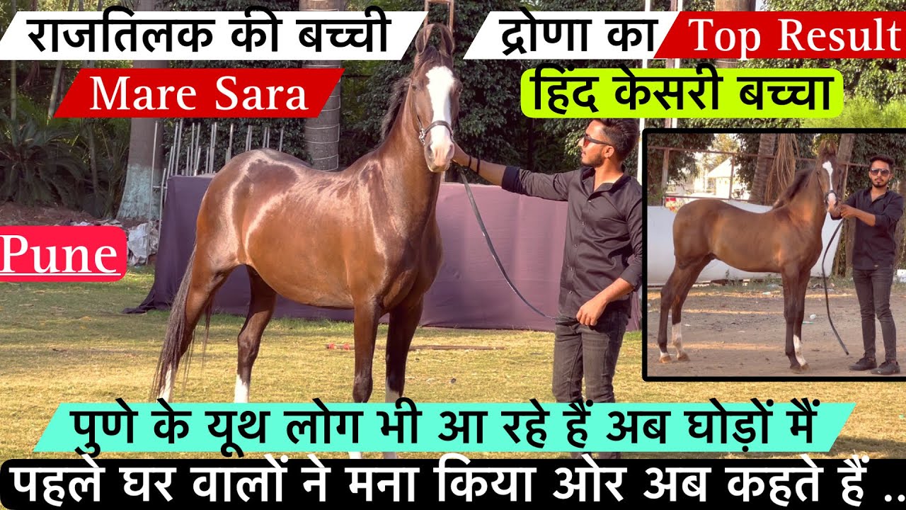 पुणे के यूथ लोग भी आ रहे हैं घोड़ों मैं द्रोणा का टॉप रिजल्ट देखो इस वीडियो मैं ! (8888188276)