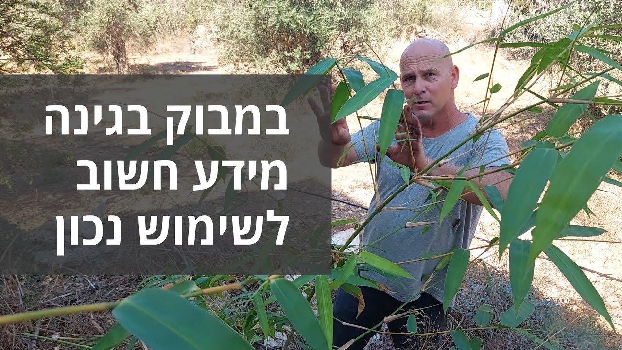 במבוק בגינה מידע חשוב לשימוש נכון