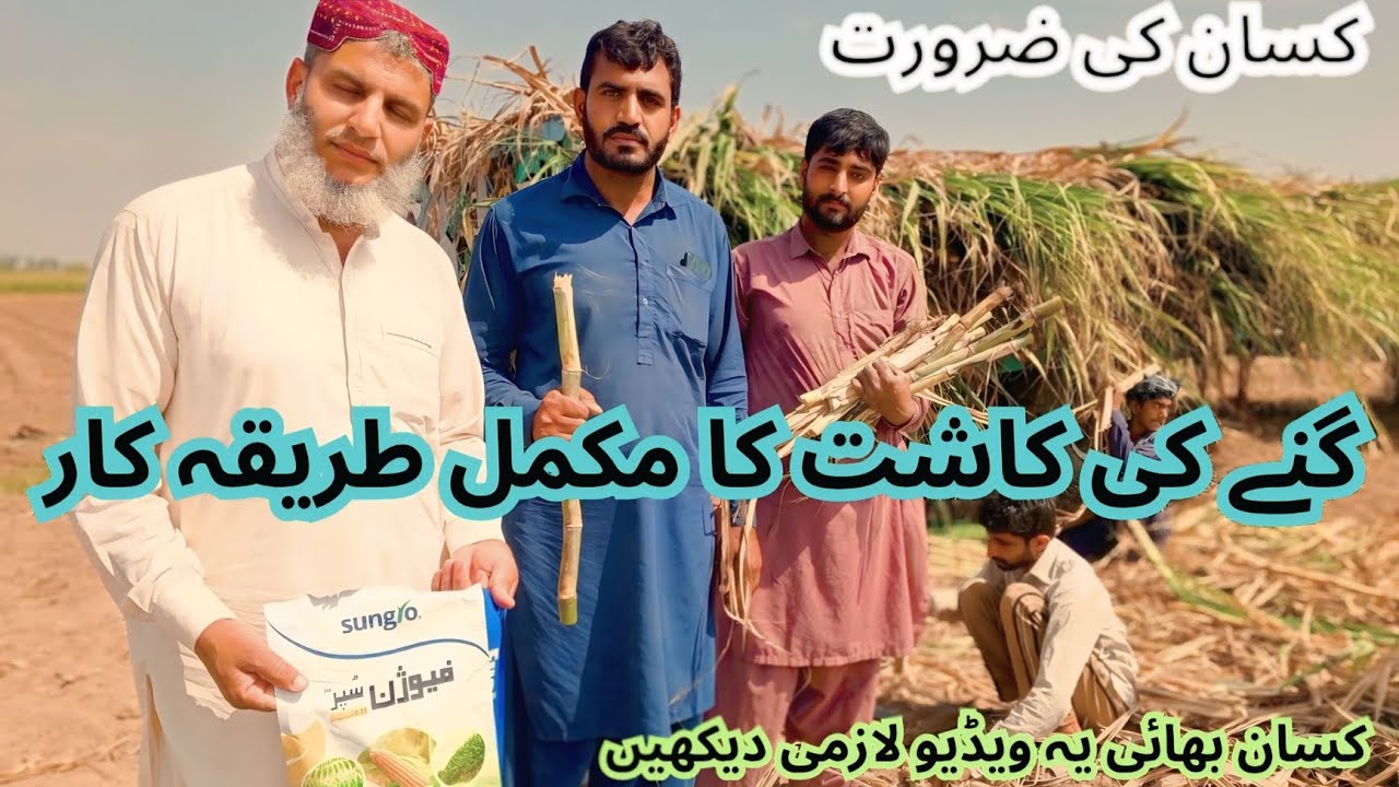 کئی سال بعد کسانوں نے گنا دوبارہ لگانا شروع کر دیا   گنے کی کاشت مکمل گائیڈ