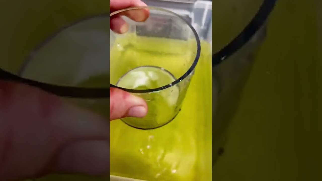 Harvesting Rotifers Successfully!