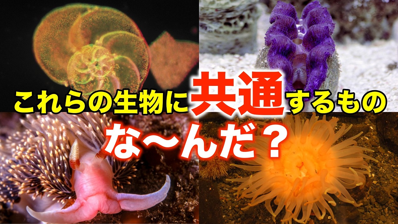褐虫藻が共生するのはサンゴだけじゃない！