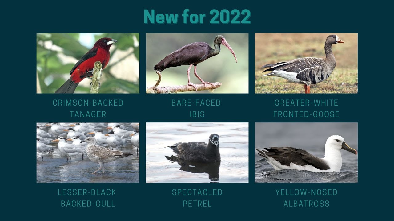 Costa Rica's New Birds for 2022