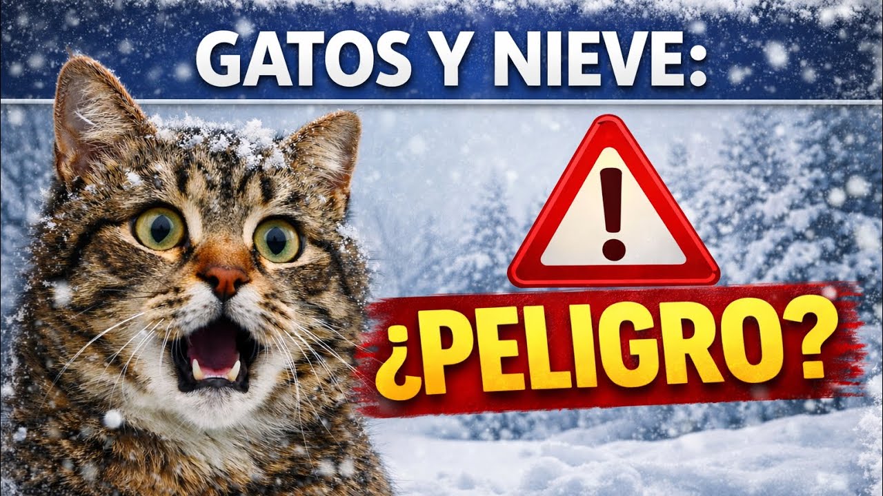 Gatos y Nieve: La Verdad 