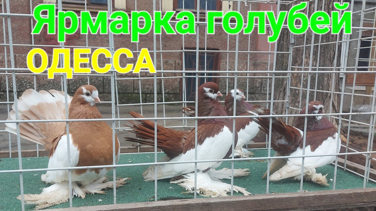 Ярмарка голубей Одесса. Староконный рынок. Птичий рынок. Блошиный рынок. Собачий рынок. #зоотроп