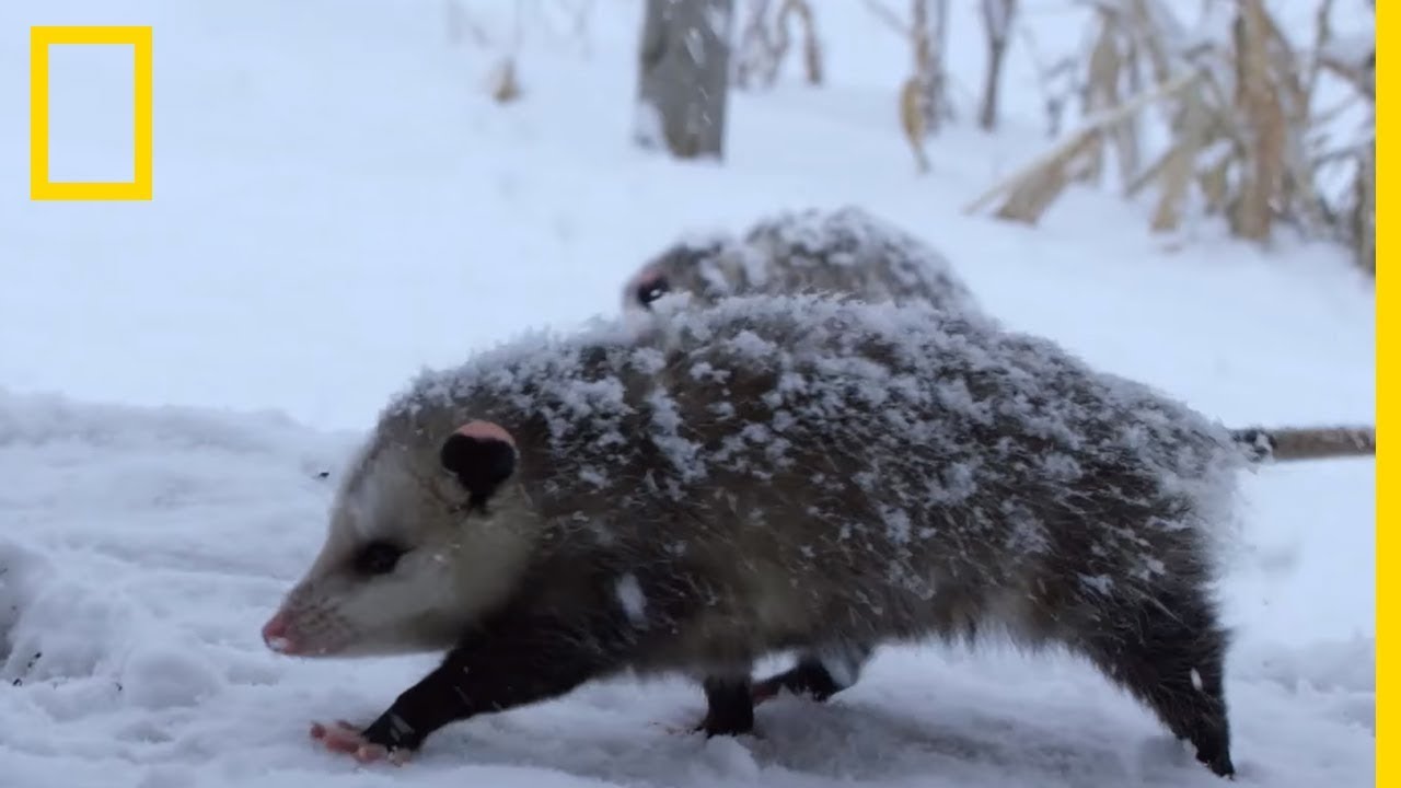 Les opossums, des dr&ocirc;les de marsupiaux