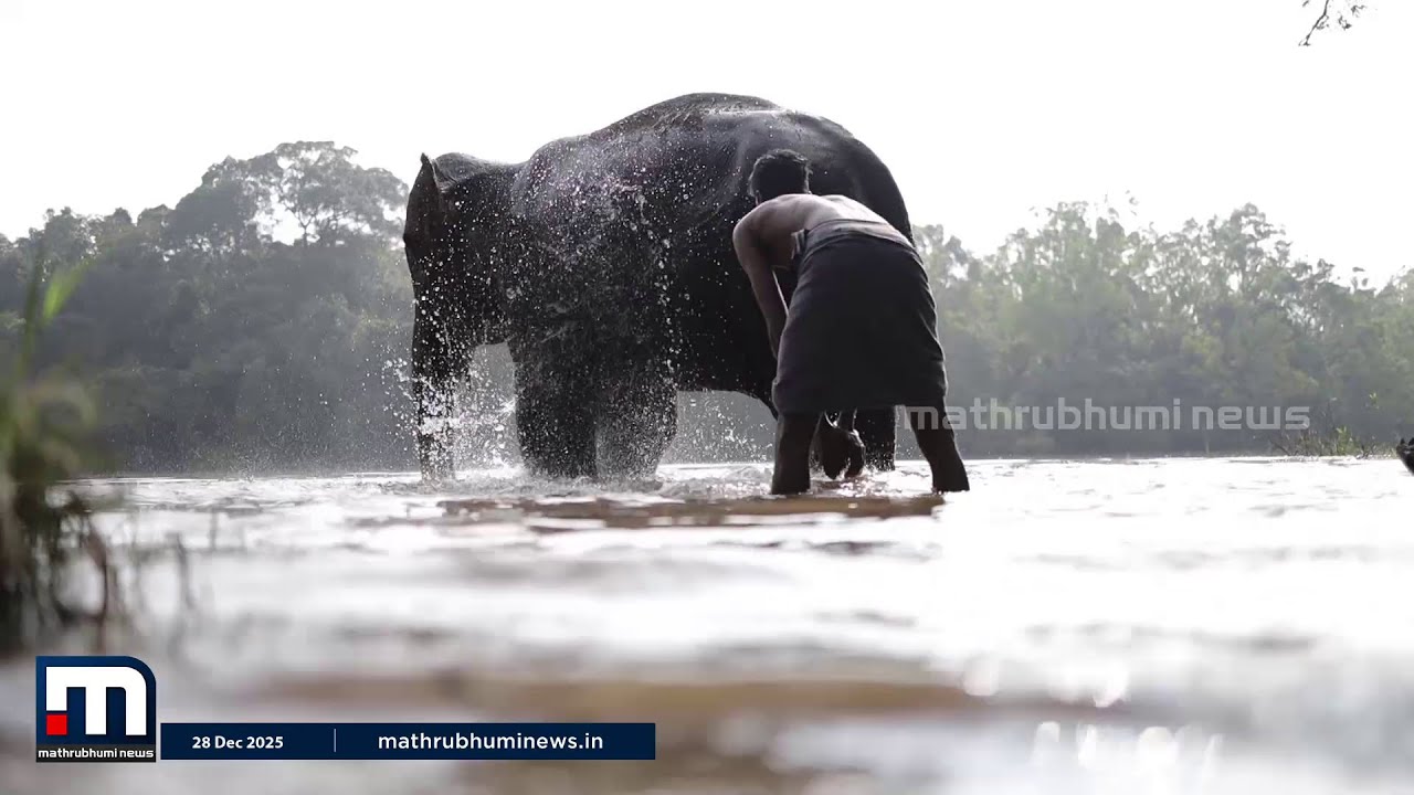 'കാപ്പുകാട് അവർക്ക് വീടാണ്!'; ആന പുനരധിവാസകേന്ദ്രത്തിലെ ചില ആനവിശേഷങ്ങൾ | Wild Elephant | Kappukadu