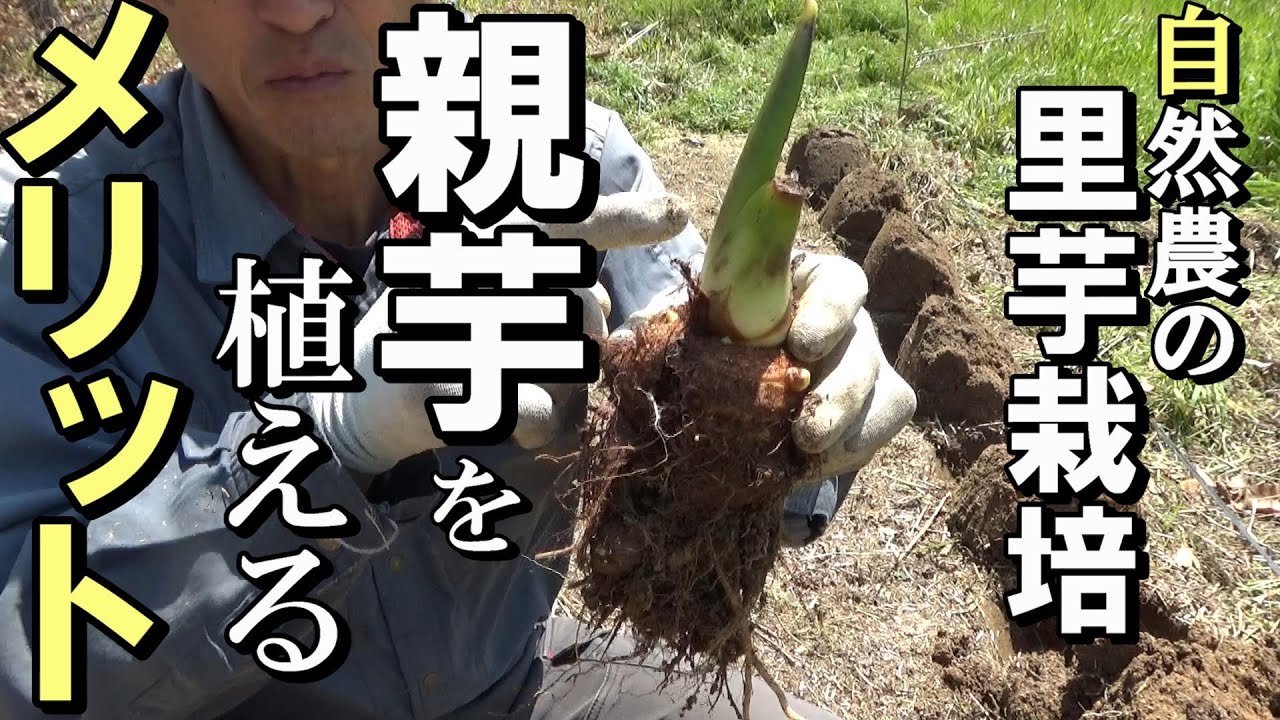 【自然農】耕さない里芋栽培　「親芋」を植えるメリット　2021年4月10日　【natural farming】