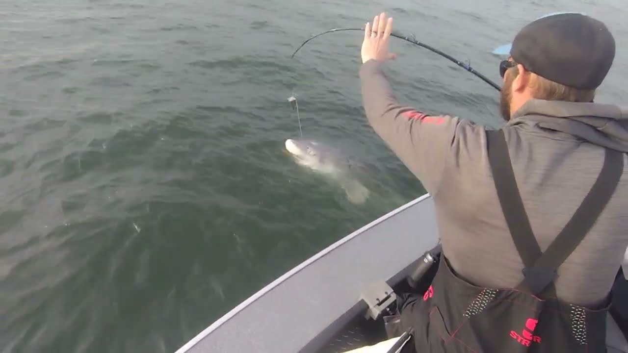 Columbia River monster 10ft sturgeon! #columbiariver #pnw #fishing #sturgeon #river  