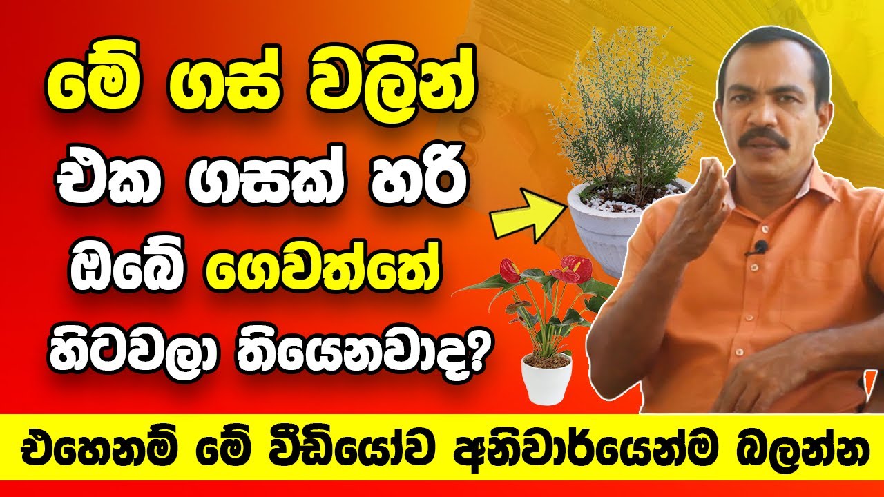 මේ ගස් වලින් එකක් හරි  ඔබේ නිවසේ හිටවලා තියෙනවාද? | එහෙනම් මේ වීඩියෝව අනිවාර්යෙන්ම බලන්න | Welawa