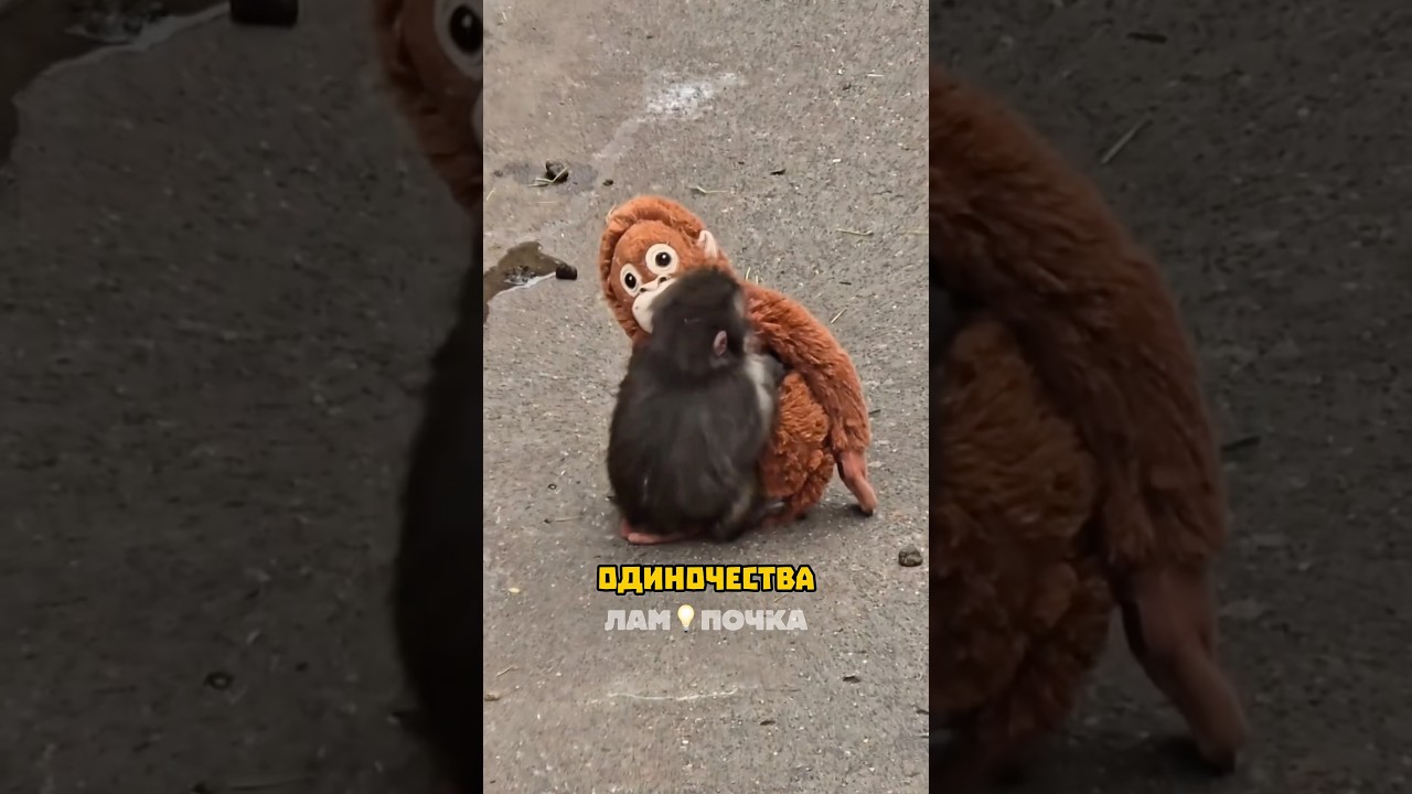 История Панча снова разбивает сердца 💔 Его приняли в стаю&hellip; но он всё равно один 🐒 #панч