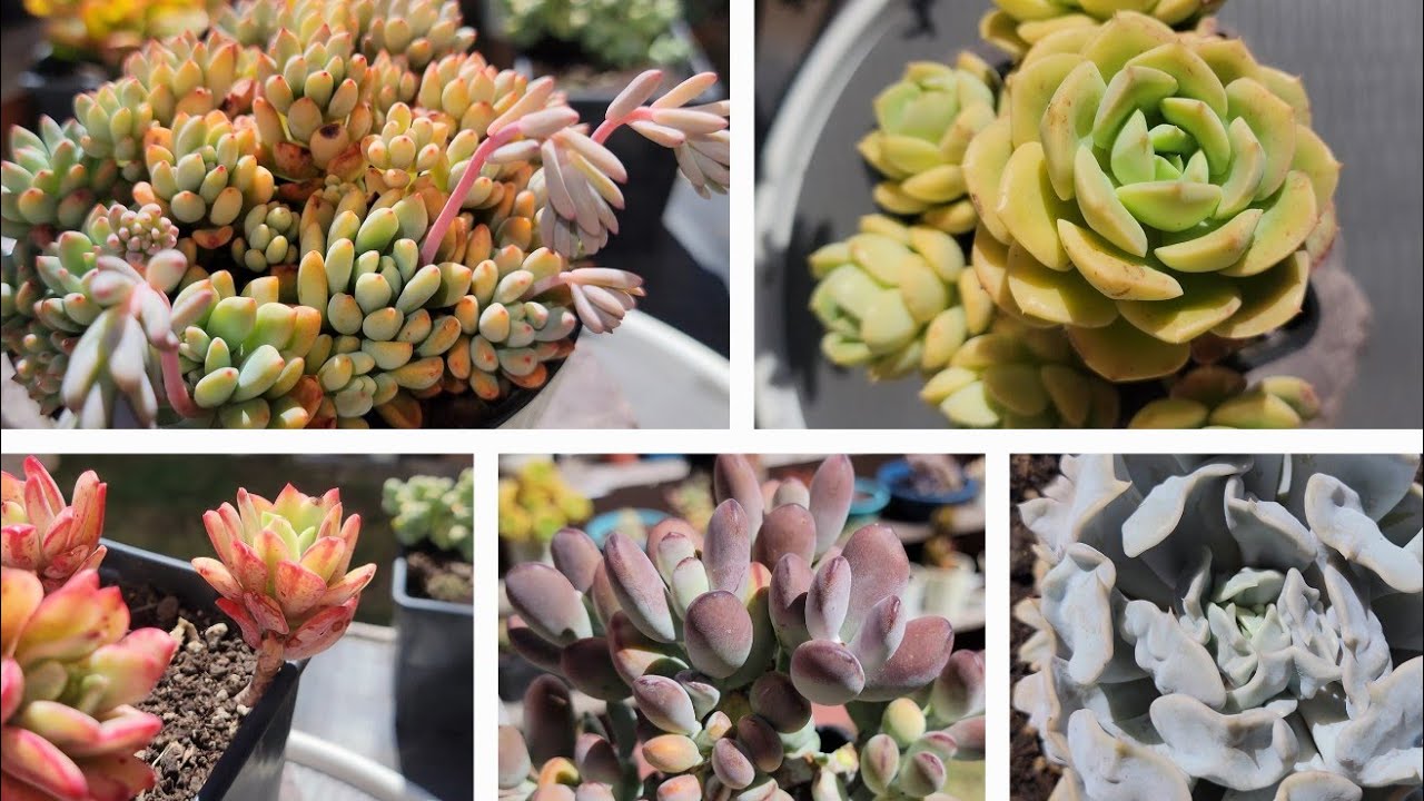 Más de 20 SUCULENTAS PRECIOSAS que no deben faltar en tu jardín suculento | #Isaaculentas 😉👌 tips
