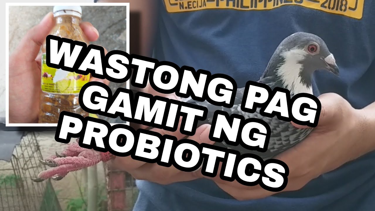 TAMANG PAG GAMIT NG PROBIOTICS SA KALAPATI