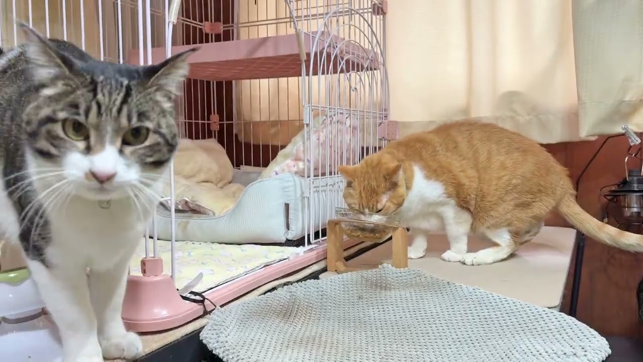 なかよし猫さんたちの朝ごはん【26年3月13日その1】