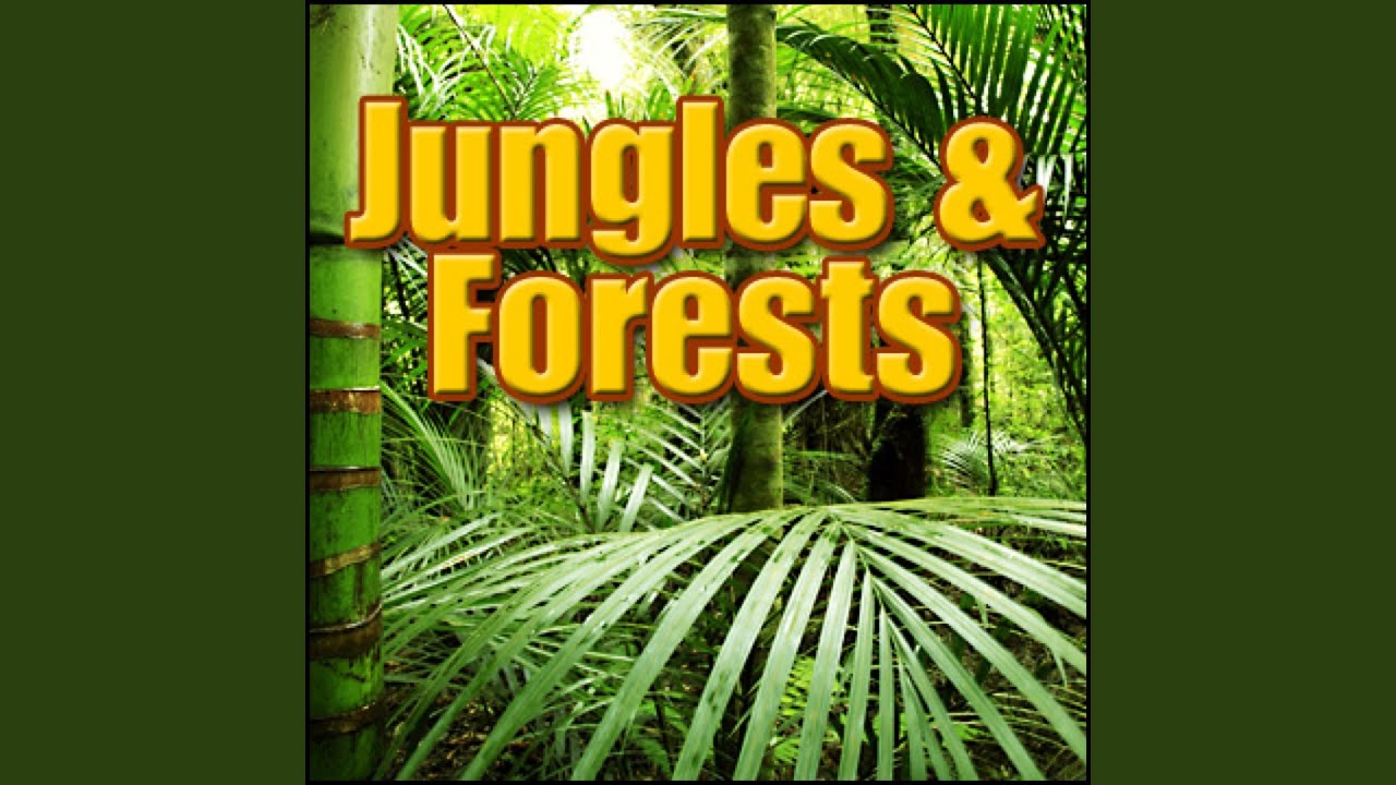 Jungle, Day - Afternoon Jungle Ambience: Heavy Birds, Insects, Foreign Forests, Jungles & Swamps